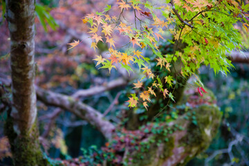 延命寺（大阪府河内長野市）の紅葉