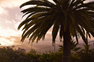 palm trees at sunset