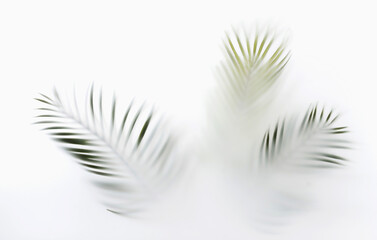 Summer palm tree branches in the tropics mystic magic mist and haze. Creative minimal summer concept.