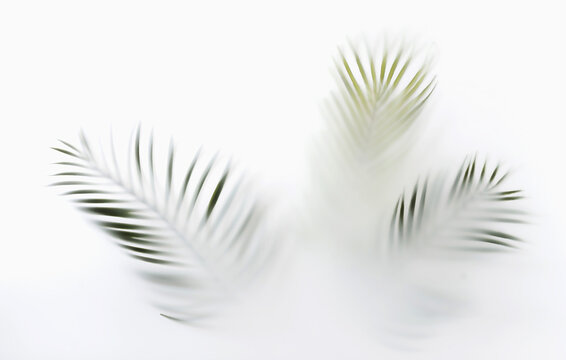 Summer palm tree branches in the tropics mystic magic mist and haze. Creative minimal summer concept. © sergign