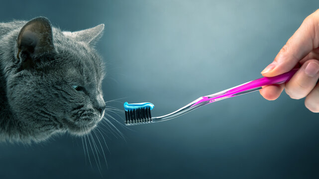 toothbrush with toothpaste for brushing teeth with a gray cat. feline veterinary and health care