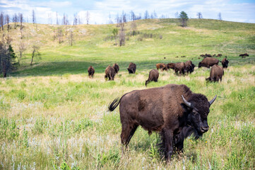 Herd of bison roaming across the open plains for Custer State Park in South Dakota.  © Lost_in_the_Midwest