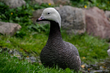 Emperor Goose, Anser canagicus close up