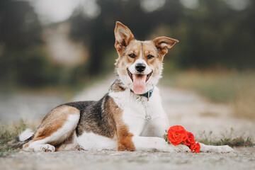 a mongrel dog lies with a red flower on a background of green trees