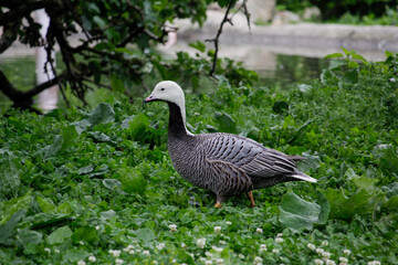 Emperor Goose, Anser canagicus close up