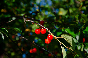 Red ripe cherries on a tree. Green leaves, blue sky. Red ripe fruit