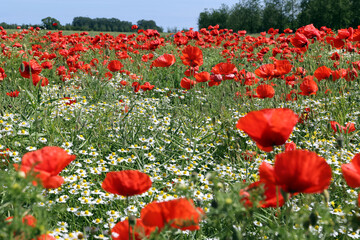 Obraz premium Mohnblumen auf der Insel Rügen