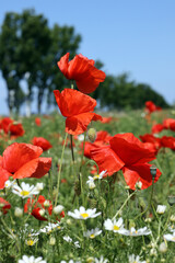 Naklejka premium Mohnblumen auf der Insel Rügen