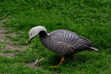 Emperor Goose, Anser canagicus close up