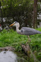 A grey heron. Ardea cinerea in the wild