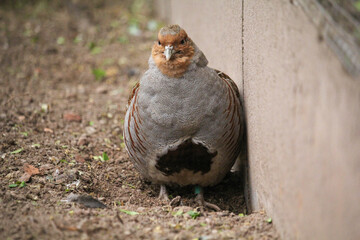 Grey Partridge. Perdix perdix, also known as the English partridge, Hungarian partridge