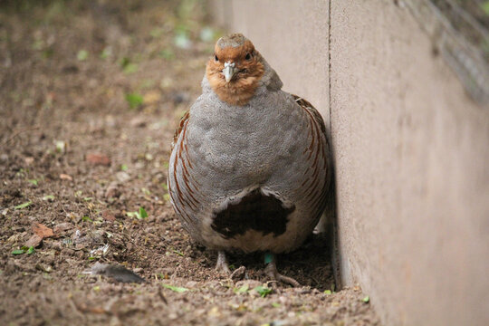 Grey Partridge. Perdix Perdix, Also Known As The English Partridge, Hungarian Partridge