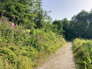 Fototapeta na wymiar Weg im Wald mit Blumen am Wegesrand