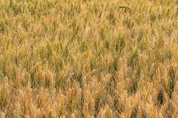 Fototapeta premium Ein Weizenfeld kurz vor der Ernte