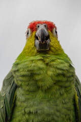 Mexican Red Head Amazon. Red-Crowned Amazon