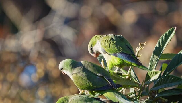 A group of Monk Parakeets ( Myiopsitta monachus) perching on a tree while feeding on medlar fruits