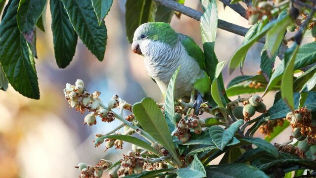 A Monk Parakeet ( Myiopsitta monachus) perching on a medlar tree while feeding on fruits. slow motion