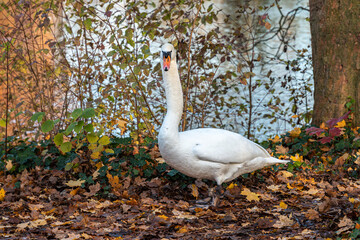 White mute swan in a park