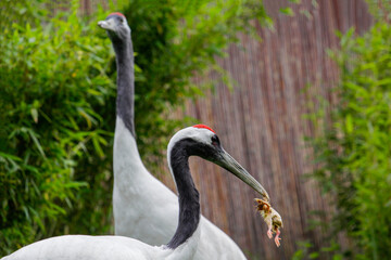 Red-crowned crane. Grus japonensis, also known as the Japanese crane eats a chicken