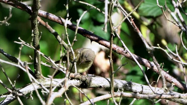 Willow Warbler, Phylloscopus trochilus, sitting between branches in a tree while stretching is wings and legs