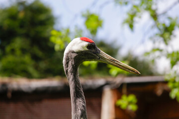 Red-crowned crane. Grus japonensis, also known as the Japanese crane or Manchurian crane.
