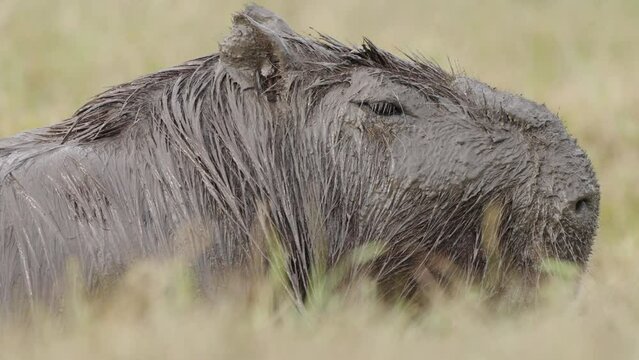 Close Up View of Muddy Calm Hydrochoerus in Nature, South America Hairy Wild Rodent Species Animal Breathing Calmly and Looking Around