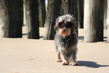 Hund im Sommer am Strand mit Sonnenbrille