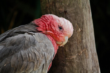 Closeup portrait of a Galah cockatoo or Eolophus Roseicapilla, bird.