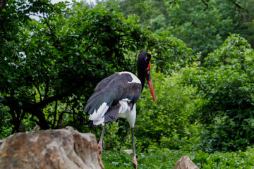 Black and white, large stork with red and yellow beak, Saddle-billed Stork Ephippiorhynchus senegalensis