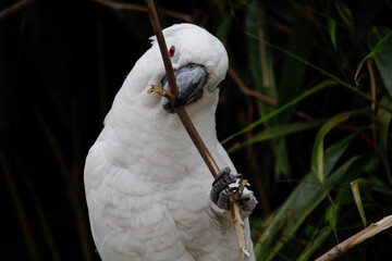 The white cockatoo. Cacatua alba, also known as the umbrella cockatoo, is a medium-sized all-white cockatoo endemic to tropical rainforest on islands of Indonesia.