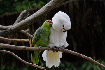 The courtship of the white cockatoo and red-crowned amazon. Dating. Love.