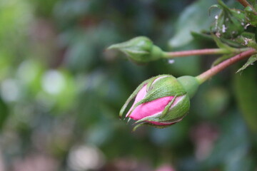 Rosa Rosen in Nahaufnahme. Foto der Königin der Blumen.
Ein buschiger Baum mit rosa Blüten. Rosenknospen sind von grünen Blättern umgeben. Die natürliche Umgebung ist im Hintergrund des Bildes. Garten