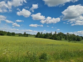 Obraz premium rye field and blue sky with clouds