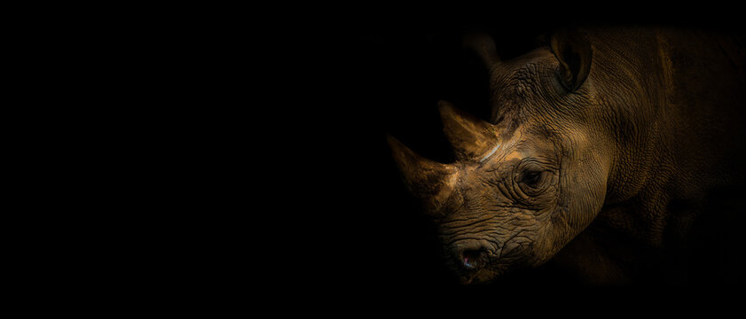 Wallpaper rhinocero on the black background