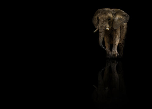 African elephat with reflection on black background