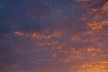 Fototapeta premium Gull at Sunset