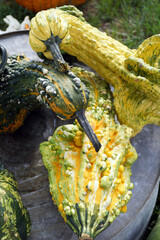 A closeup of colorful winged and warted gourds