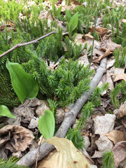 Shining clubmoss (Huperzia lucidula), also known as shining firmoss, a rhizomatous native perennial, in a woodland setting