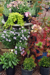 A plant nursery or garden center display in fall, showcasing a collection of potted perennials and shrubs with colorful flowers and foliage