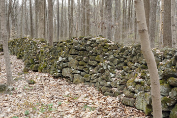 Remnant of a rustic old rock wall made from drystacked stones in a woodland