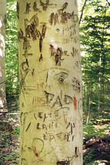 Graffiti carved into the damaged trunk bark of a vandalized beech (Fagus grandifolia) tree