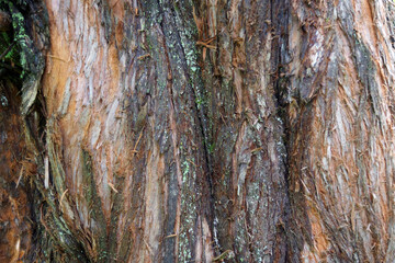 Exfoliating bark on the trunk of dawn redwood (Metasequoia glyptostroboides)