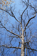 Deliquescent branching on a deciduous tree: white oak (Quercus alba)