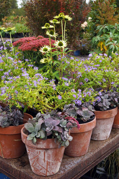 A plant nursery or garden center display of potted perennials and grasses with colorful flowers and foliage