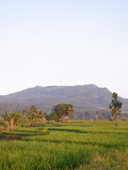 landscape with trees, oriza sativa plant or rice field or green plant or tanaman padi di sawah milik petani indonesia