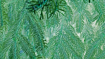 Fir tree branch abstract background
