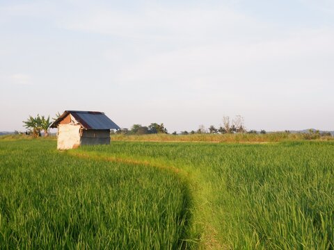 house in the field, farm house and rice field look imaging. or gubug tempat istirahat petani di tengah sawah yang hijau