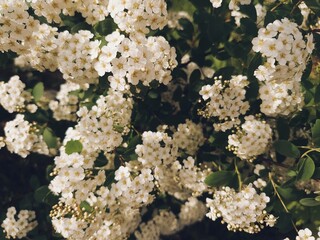 White flowers on a bush botany photo background.