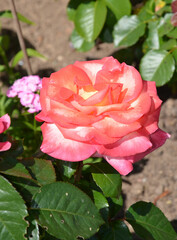 Rosenblüte im Sommergarten