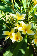 Fototapeta na wymiar a bouquet of yellowish white frangipani flowers that bloom very beautifully in a grove of leaves, exposed to the morning sun makes it aesthetic